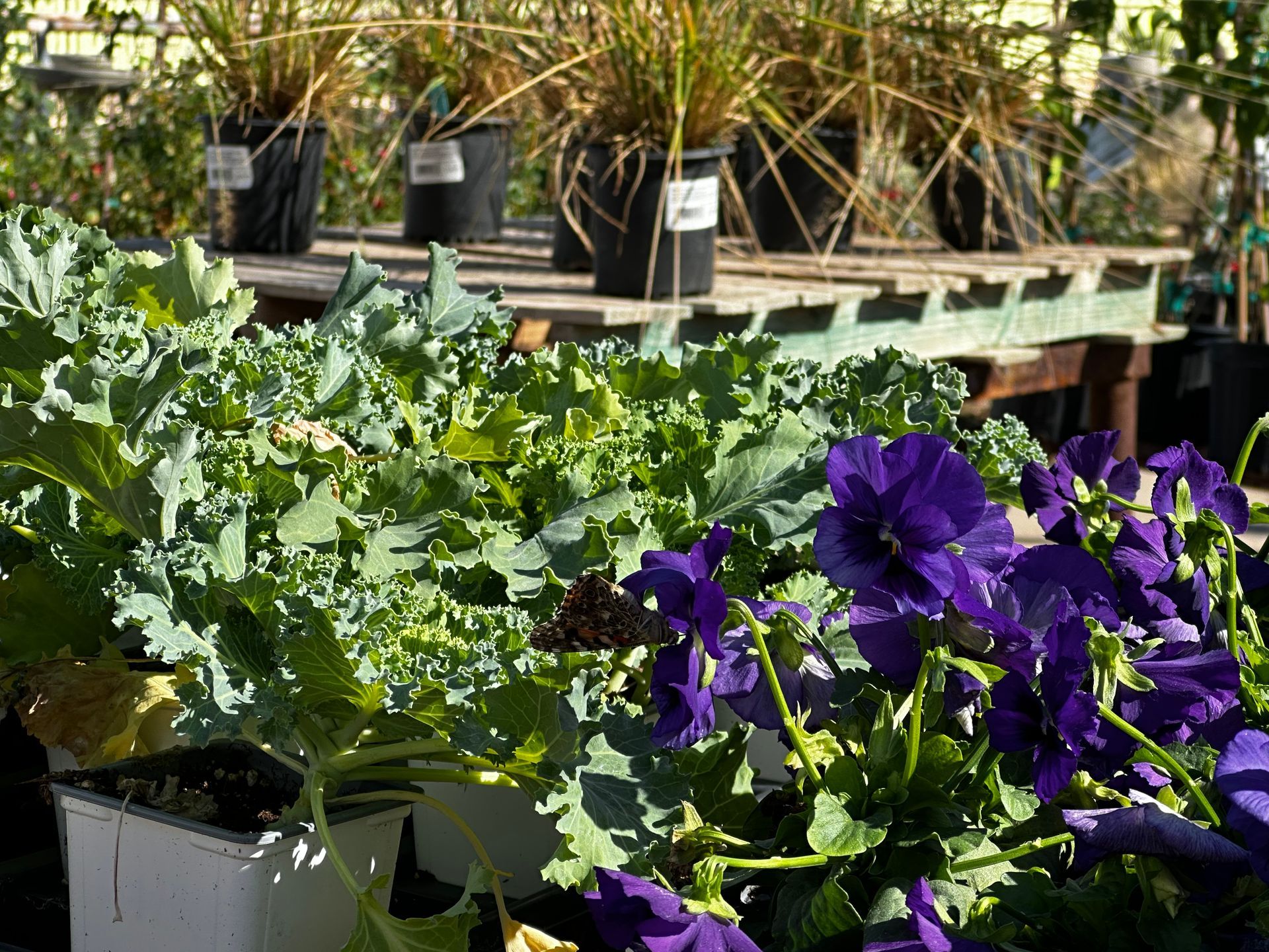 A garden with purple flowers and green plants in pots