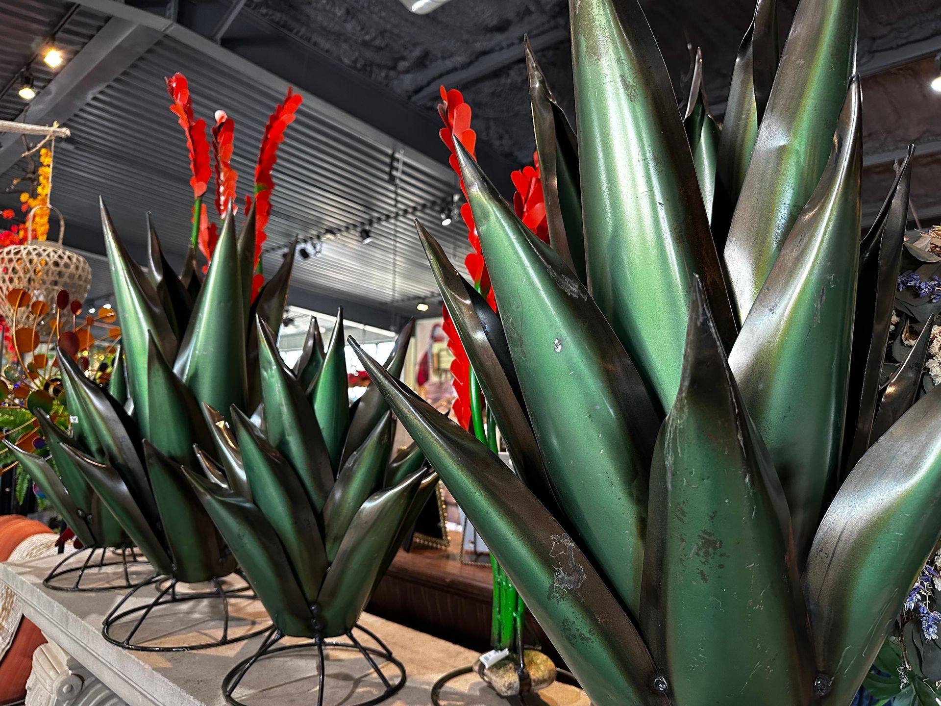 A bunch of agave plants are sitting on a table in a room.