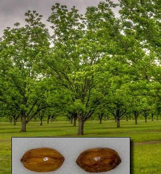 Two walnuts are sitting on a table in front of a field of trees.