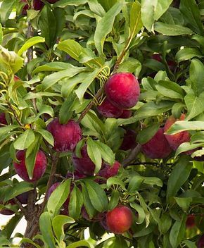 A bunch of red plums are growing on a tree.