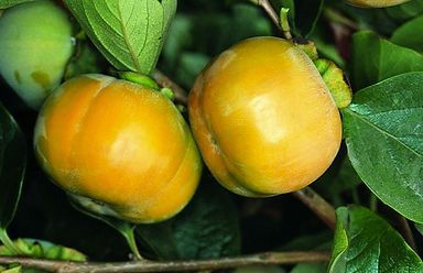 Two persimmon fruits are growing on a tree branch.