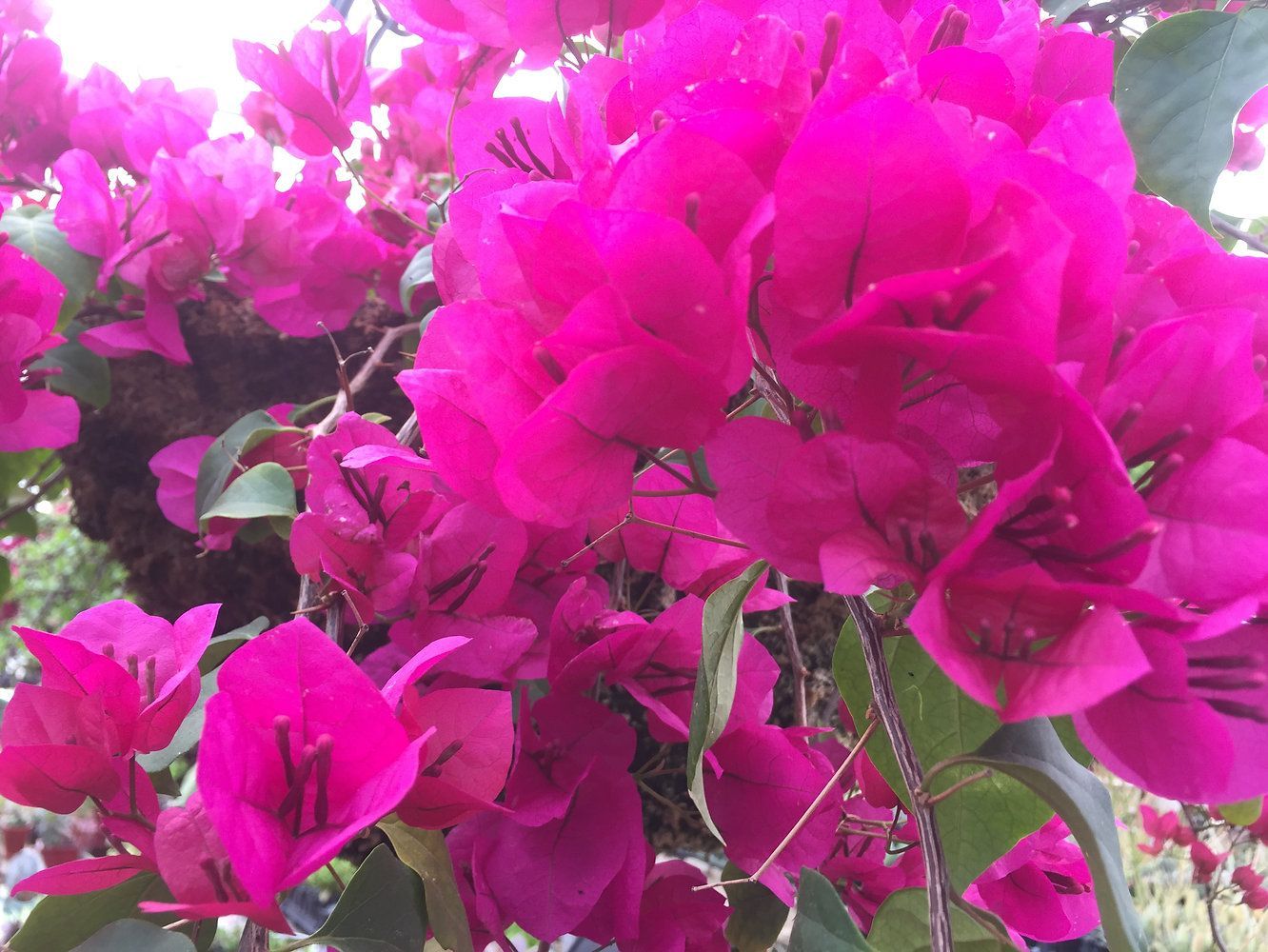 A bunch of pink flowers with green leaves
