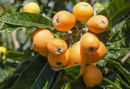 A bunch of oranges hanging from a tree branch.