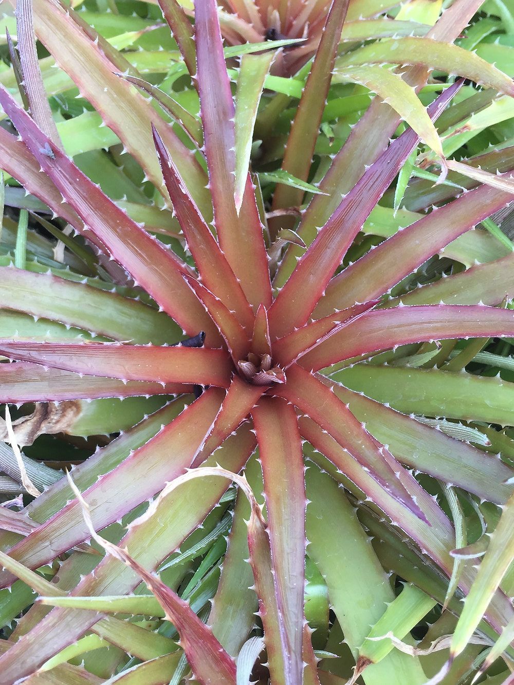 A close up of a plant with purple and green leaves