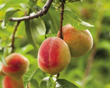 Three peaches are hanging from a tree branch.