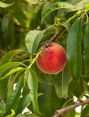 A peach is hanging from a tree branch.