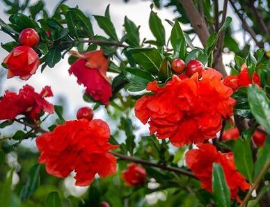 A close up of a pomegranate tree with red flowers and green leaves.