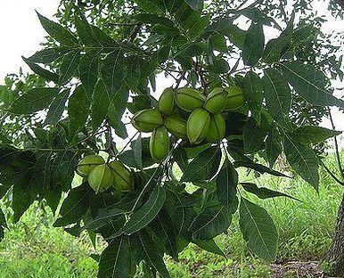 A tree with lots of green leaves and nuts on it