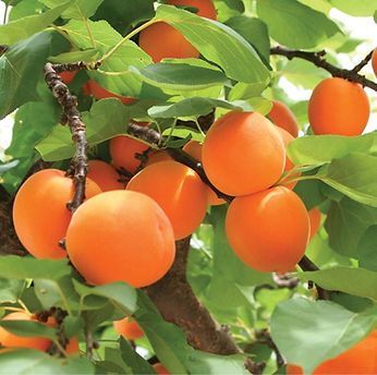A bunch of oranges are growing on a tree