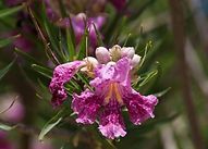 A close up of a purple flower on a plant.