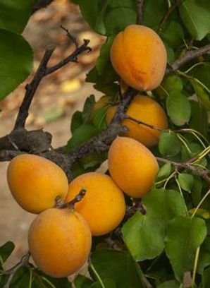 A bunch of apricots hanging from a tree branch.