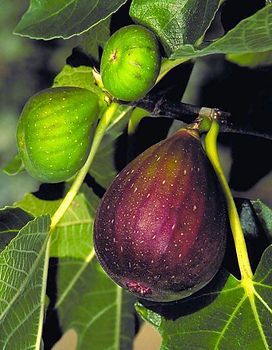 A bunch of figs are growing on a tree branch