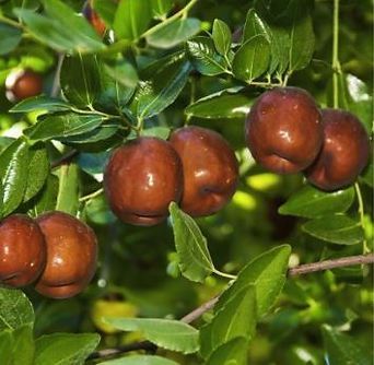 A bunch of apples hanging from a tree branch