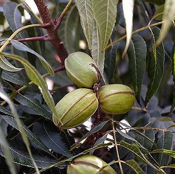 A bunch of pecans are growing on a tree.