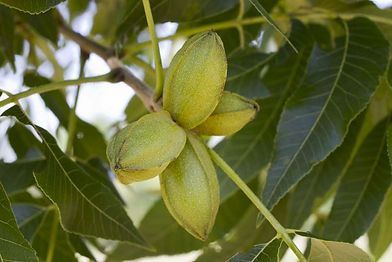 A bunch of pecans hanging from a tree branch.