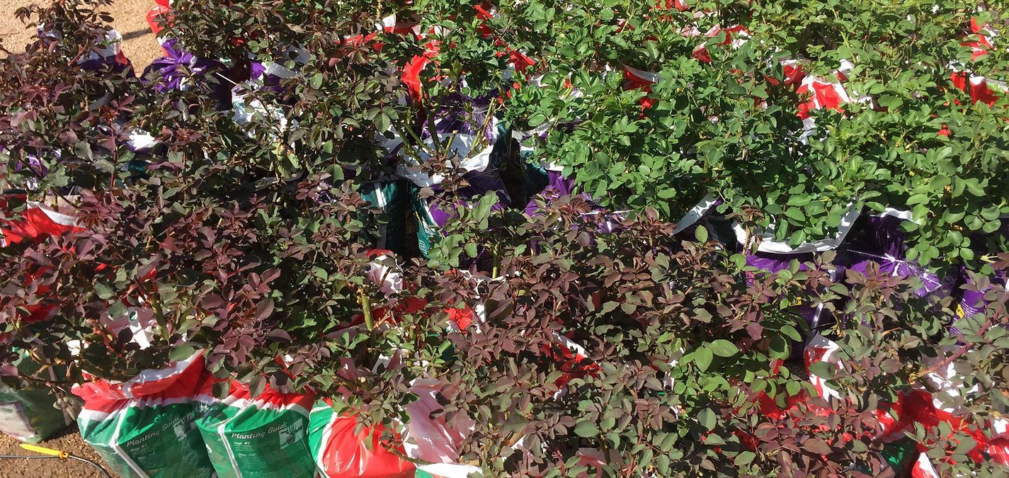 A bunch of plants are sitting on top of each other in bags.
