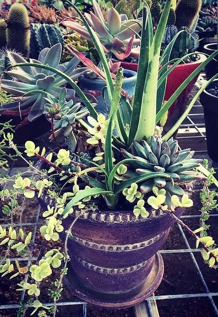 A potted plant is surrounded by other potted plants