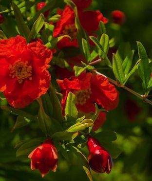 A close up of a pomegranate tree with red flowers and green leaves