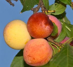 A bunch of apples hanging from a tree branch
