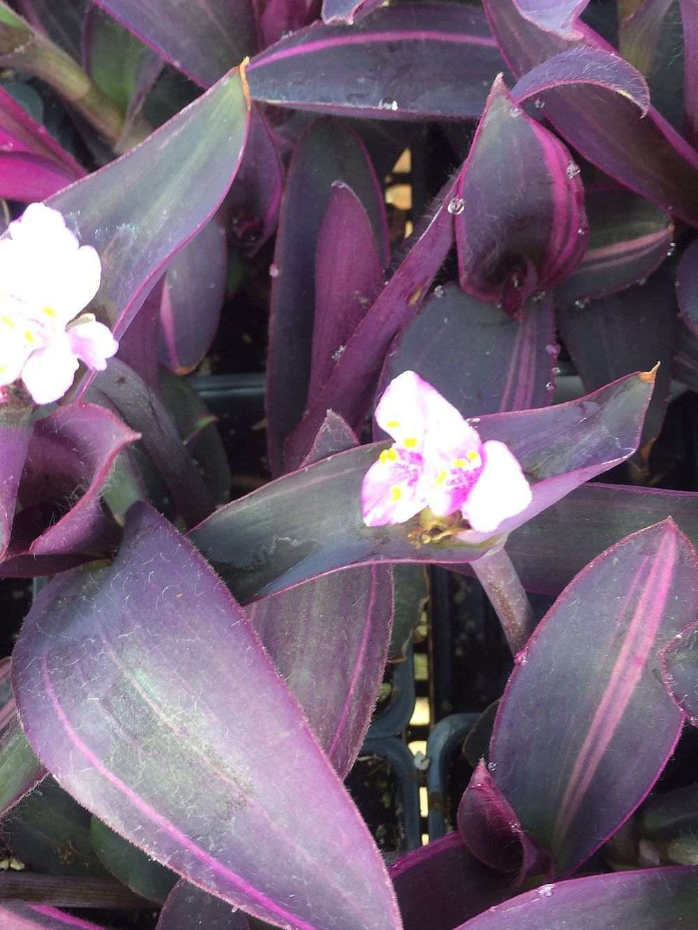 A plant with purple leaves and white flowers