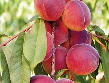 A bunch of peaches hanging from a tree branch.