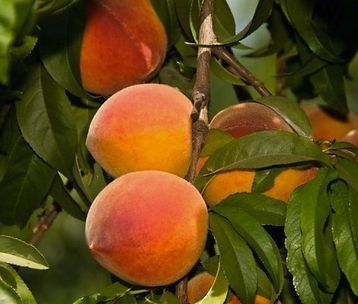 A bunch of peaches hanging from a tree branch