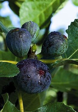 A bunch of figs growing on a tree branch