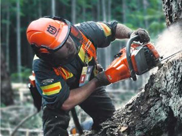 Logger using Husqvarna 500 series Pro chainsaw