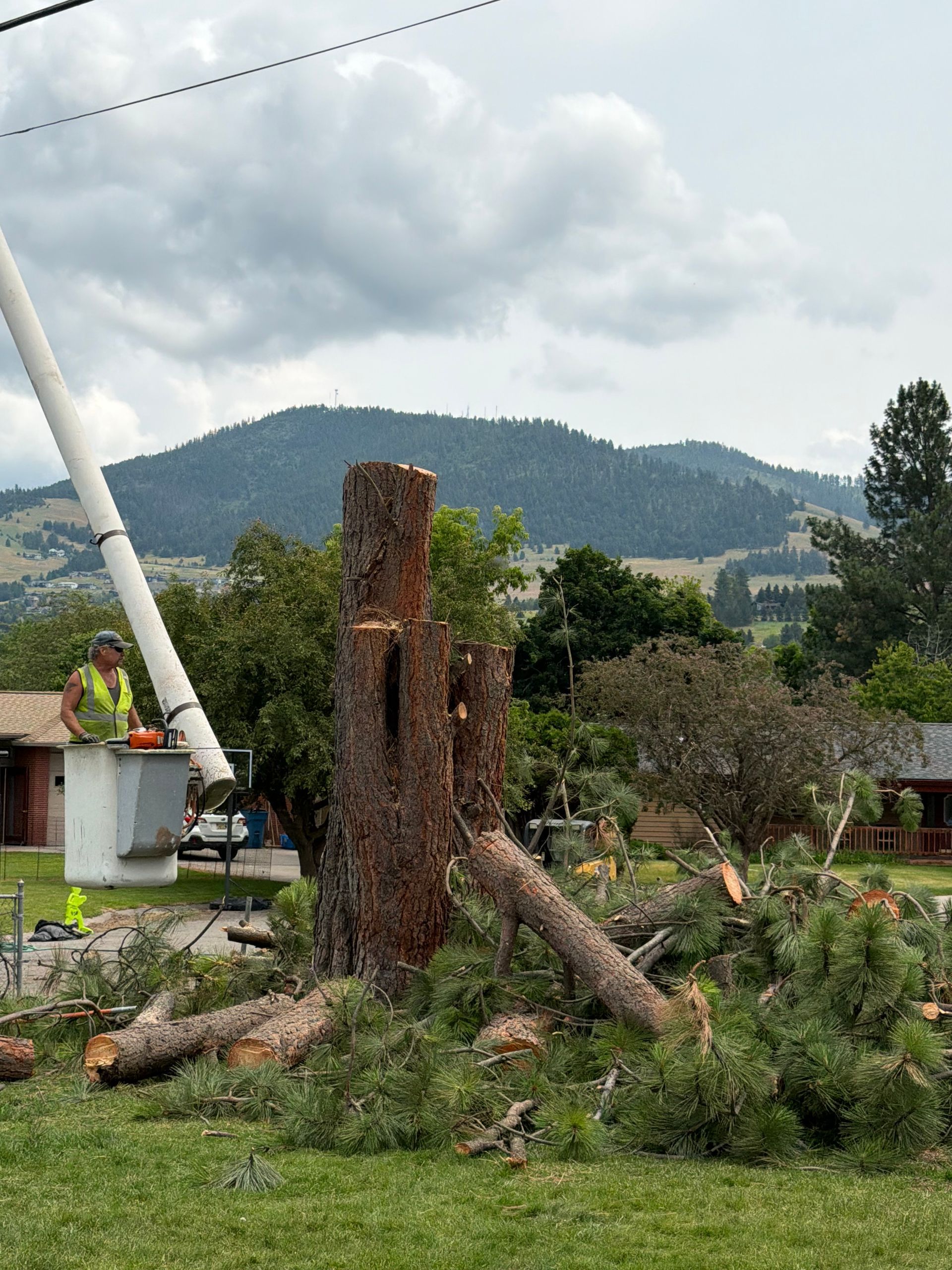 Cut tree stumps and fallen branches in a yard with a cloudy mountain backdrop