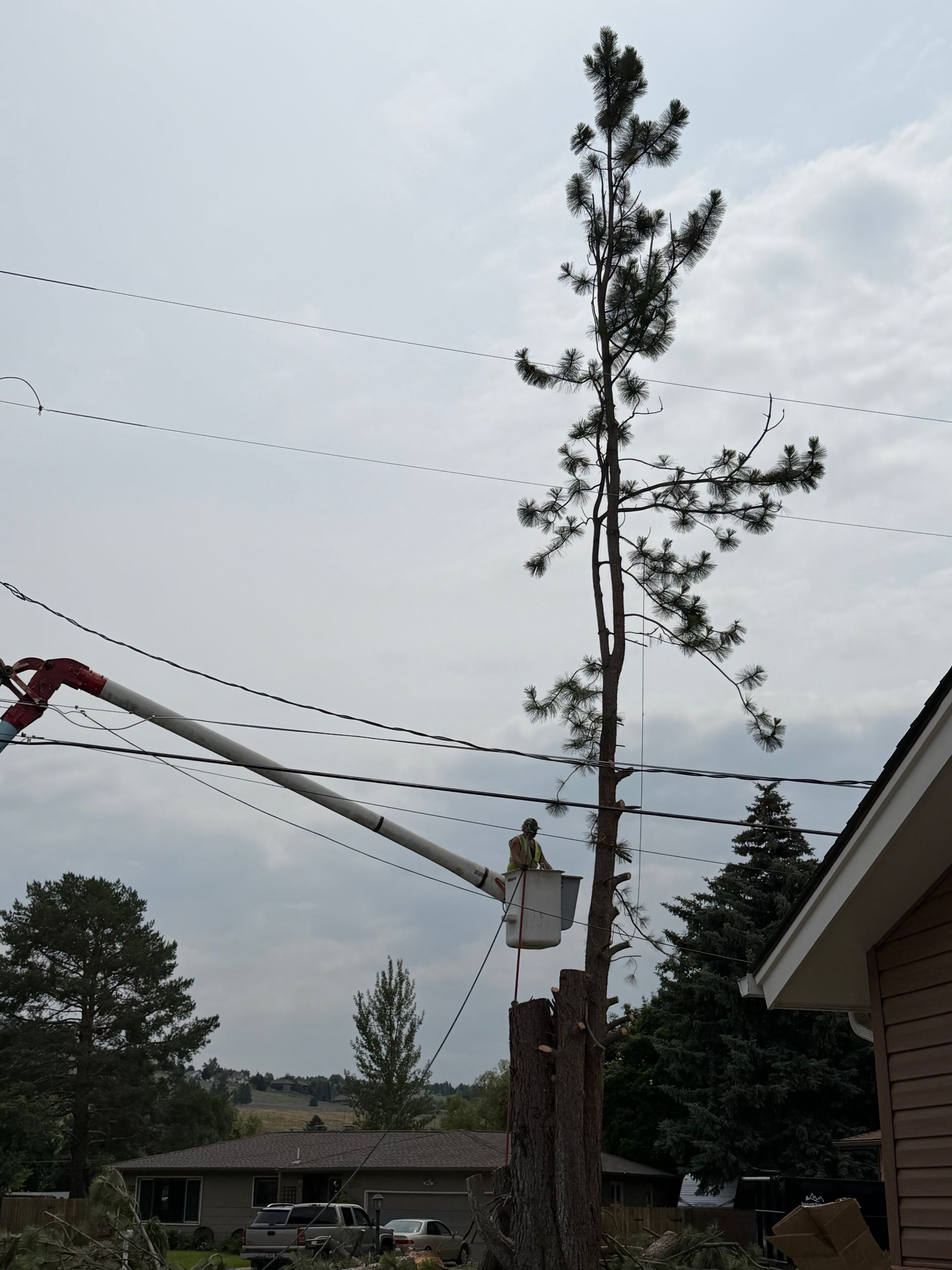 Utility crew trimming a tall tree beside power lines and a house under a cloudy sky