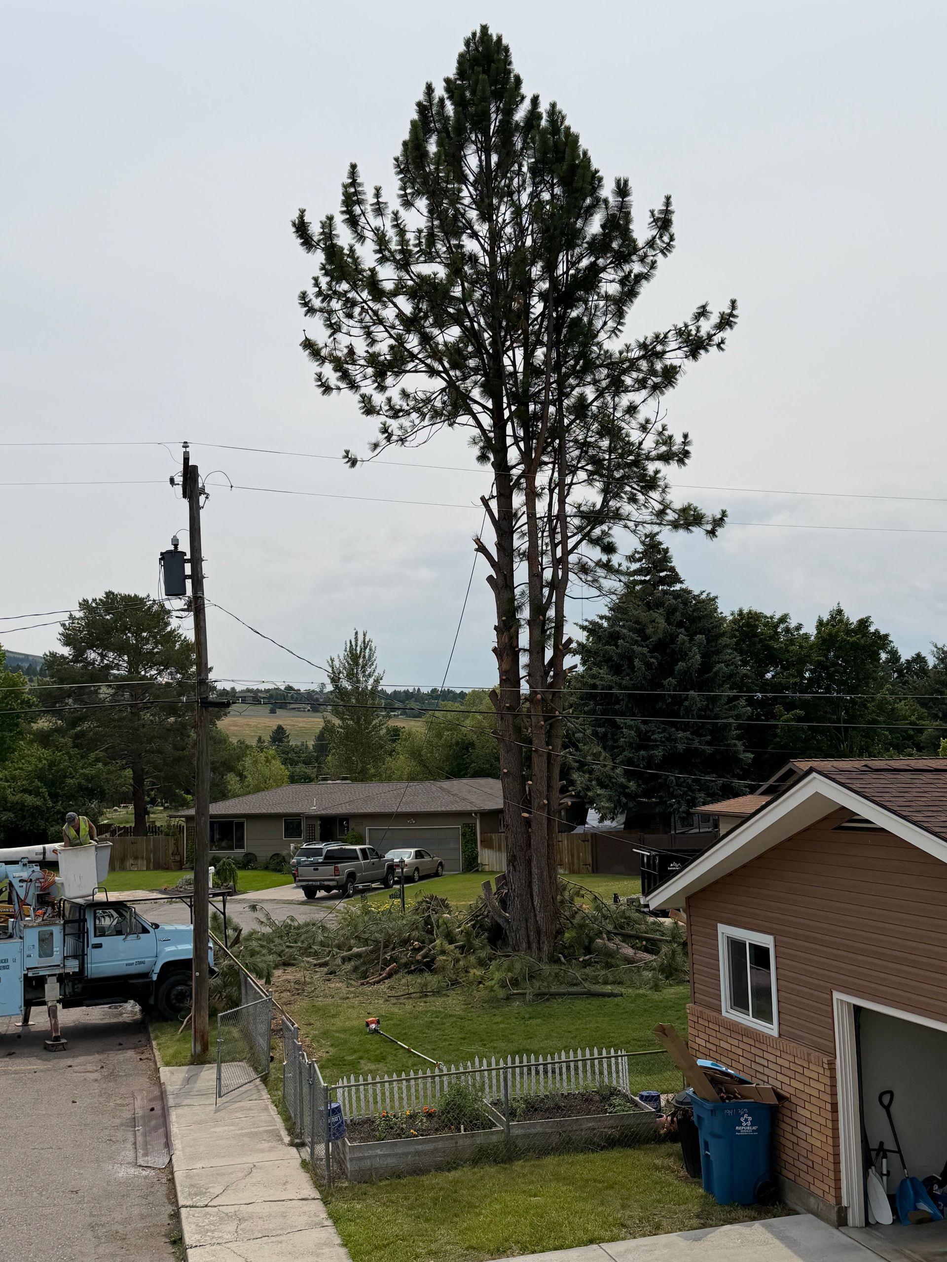 Tall tree beside a house and fence in a rural yard, with a truck and utility pole nearby.