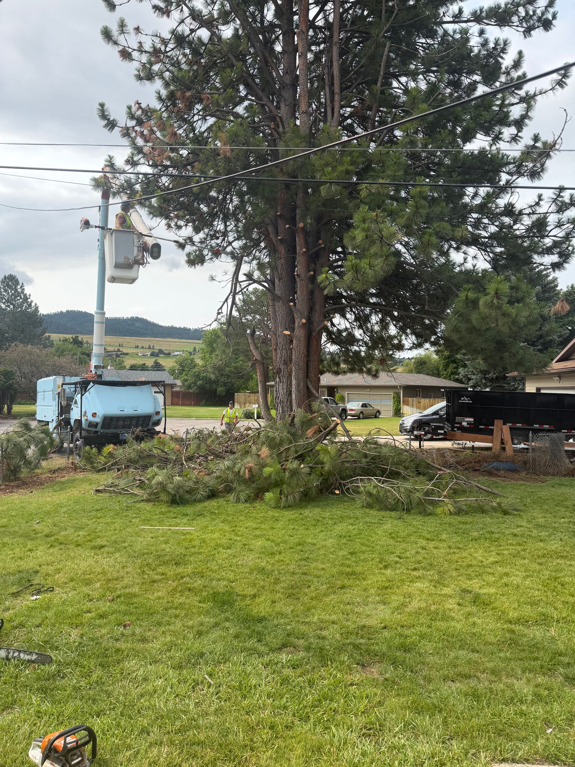 Rural yard with a large tree, cut branches, and utility trucks near a roadside scene