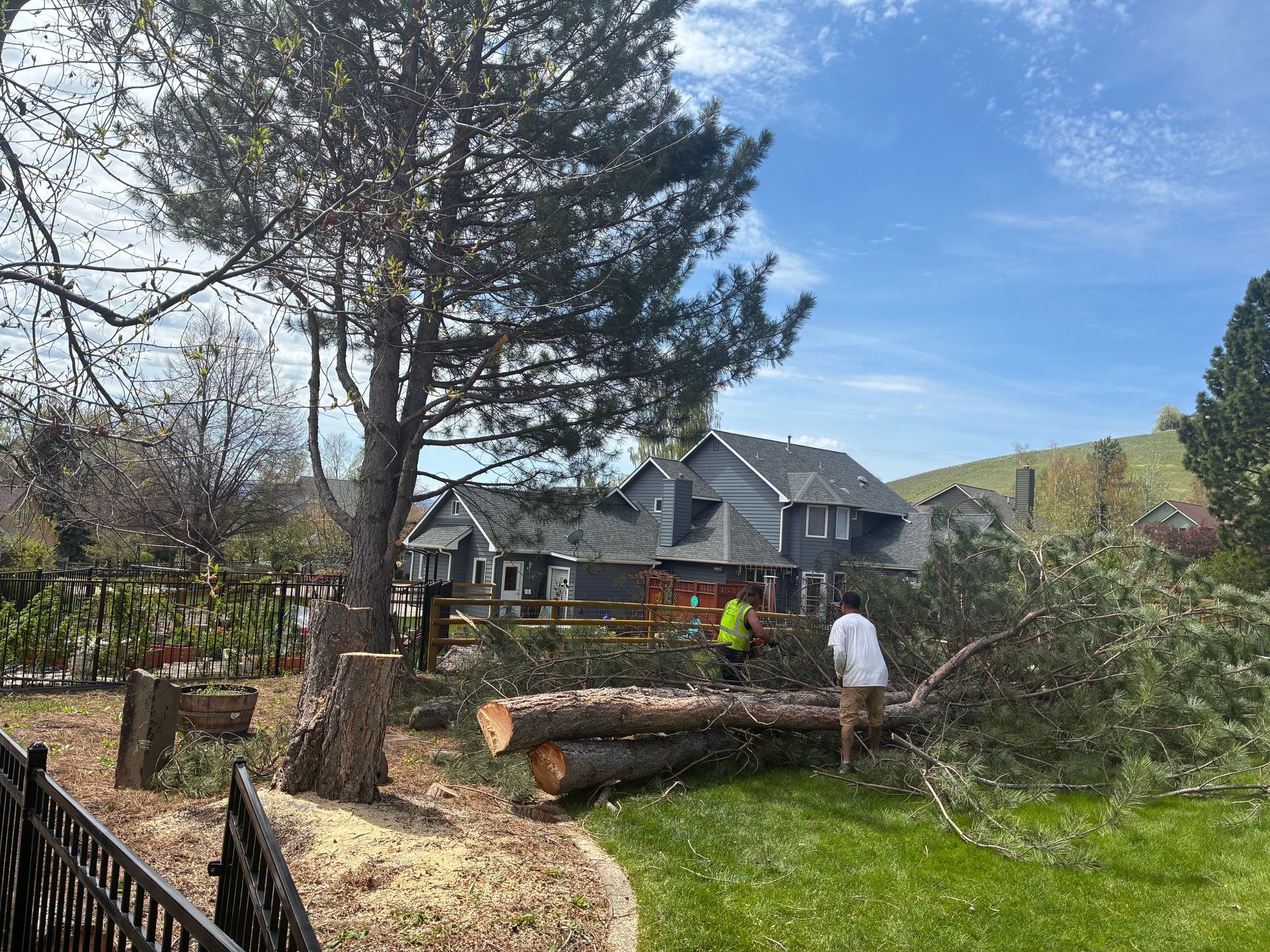 Two people clearing a fallen tree in a suburban backyard beside a house under a blue sky