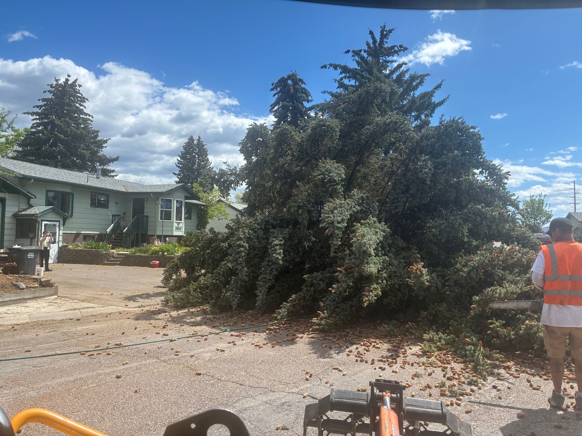 Large uprooted tree blocking a driveway, with a worker in orange safety gear nearby