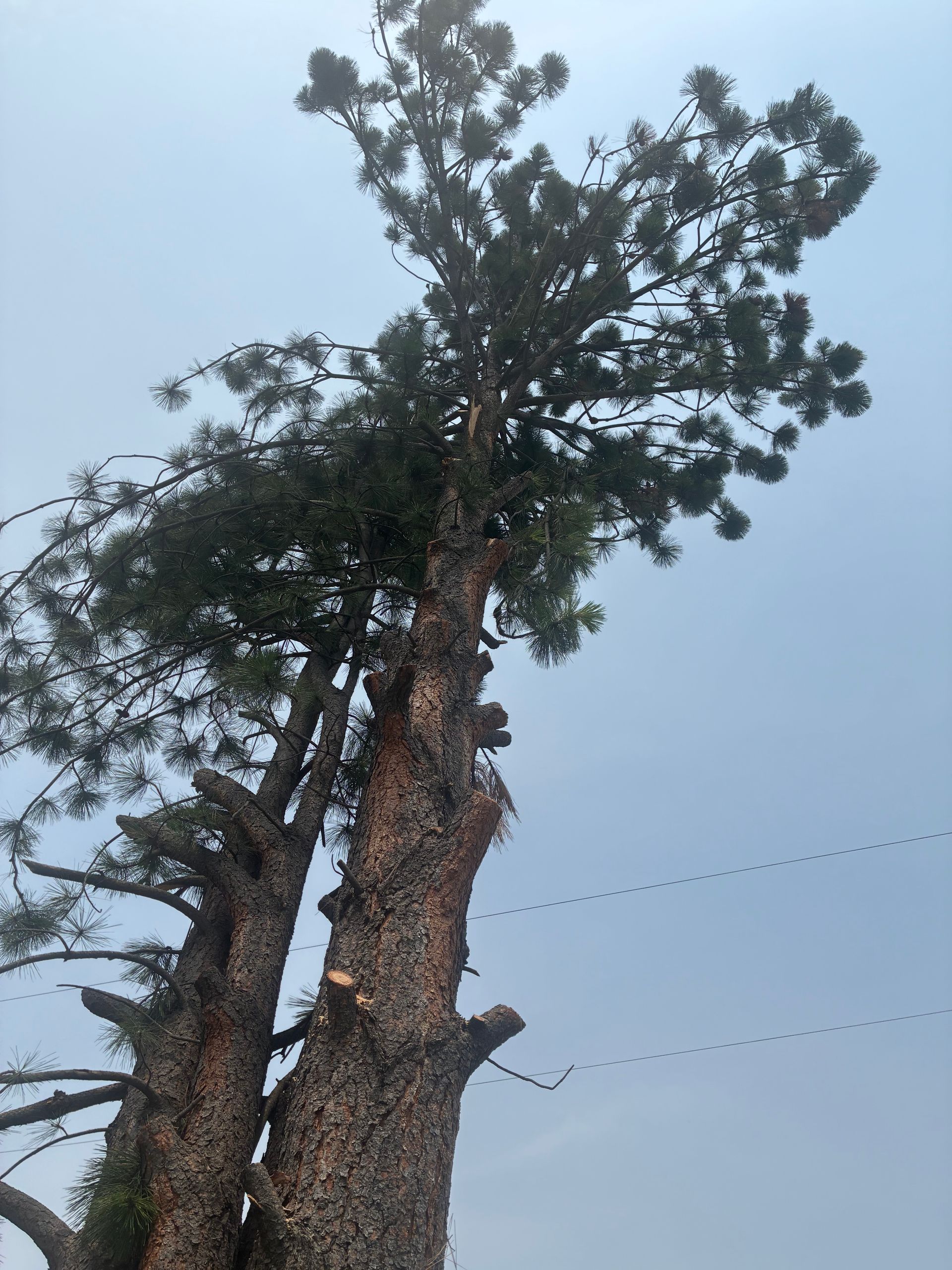 Tall pine trees against a pale blue sky, with power lines crossing the background.