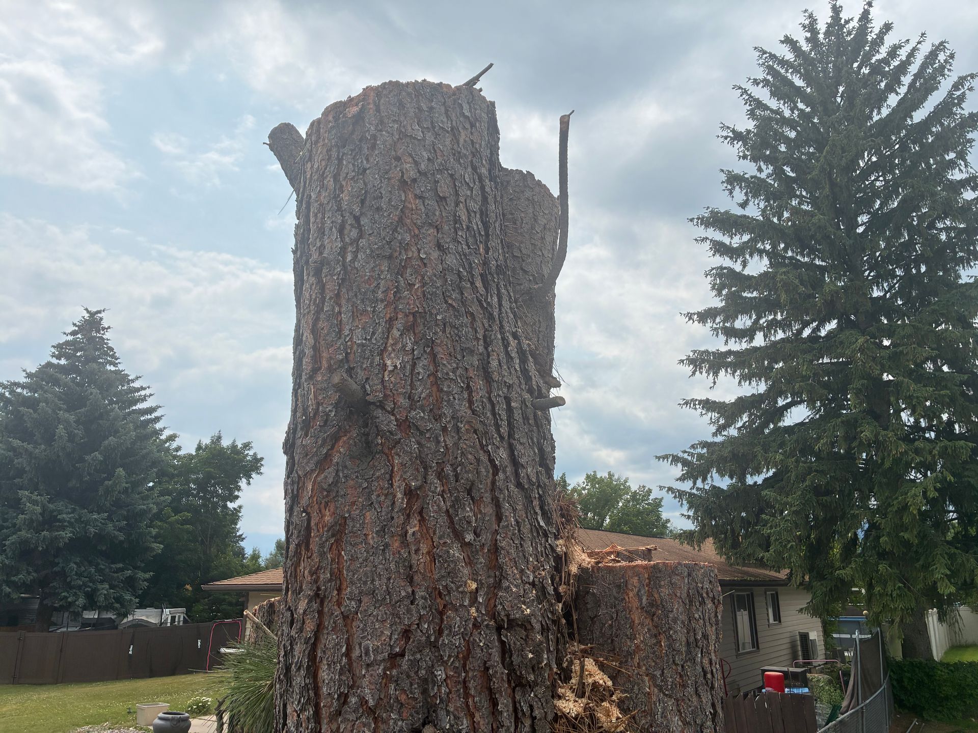 Huge cut tree stump in a backyard, with evergreen trees and a cloudy sky in the background