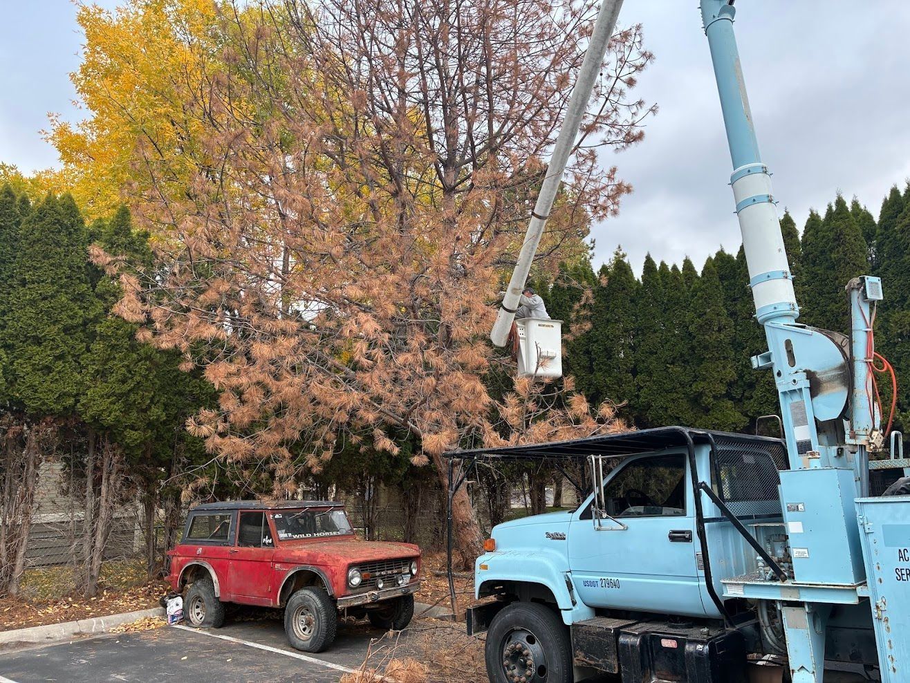 Two vintage trucks, red and blue, parked under a cherry picker beside autumn trees.
