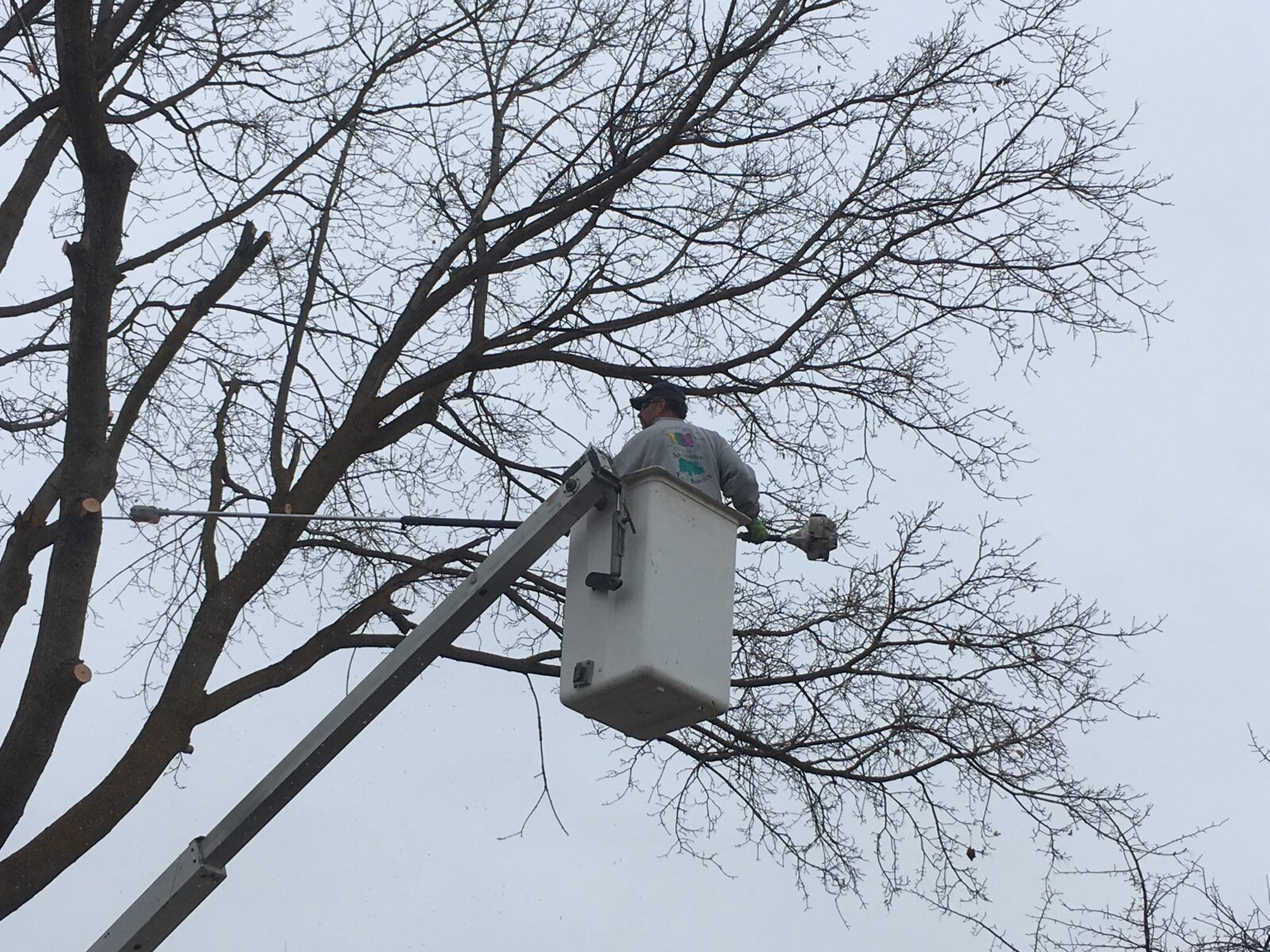 Utility bucket lift reaching tree branches against a gray sky