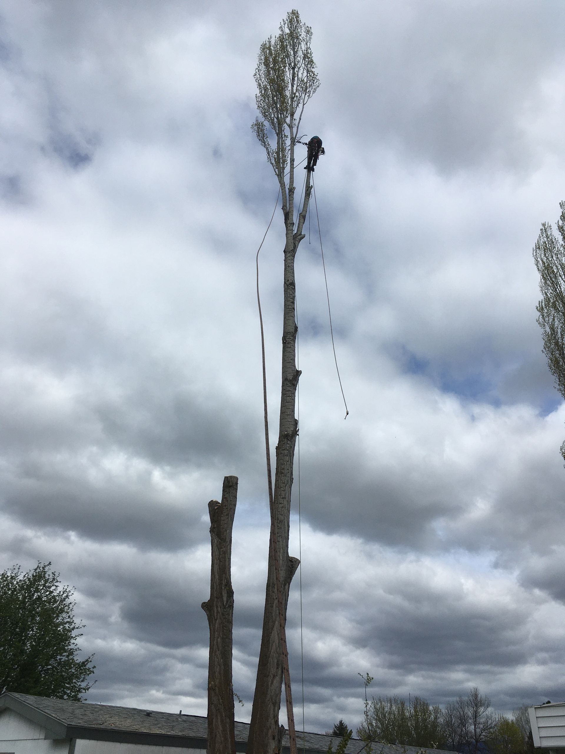 Tall, stripped tree trunks against a cloudy sky near rooftops and a fence