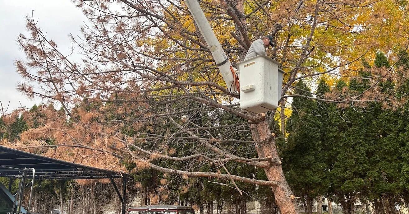 Birdhouse mounted on a tree branch amid autumn foliage and a backyard canopy