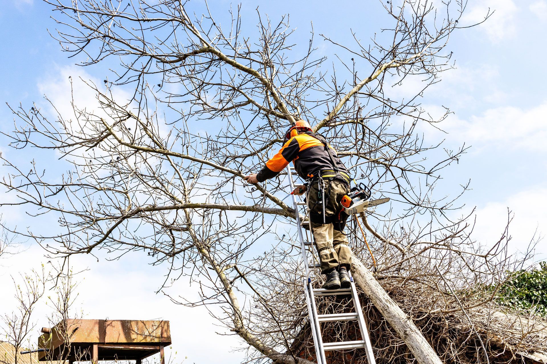 Person in orange safety gear trimming a tall tree on a ladder under a blue sky