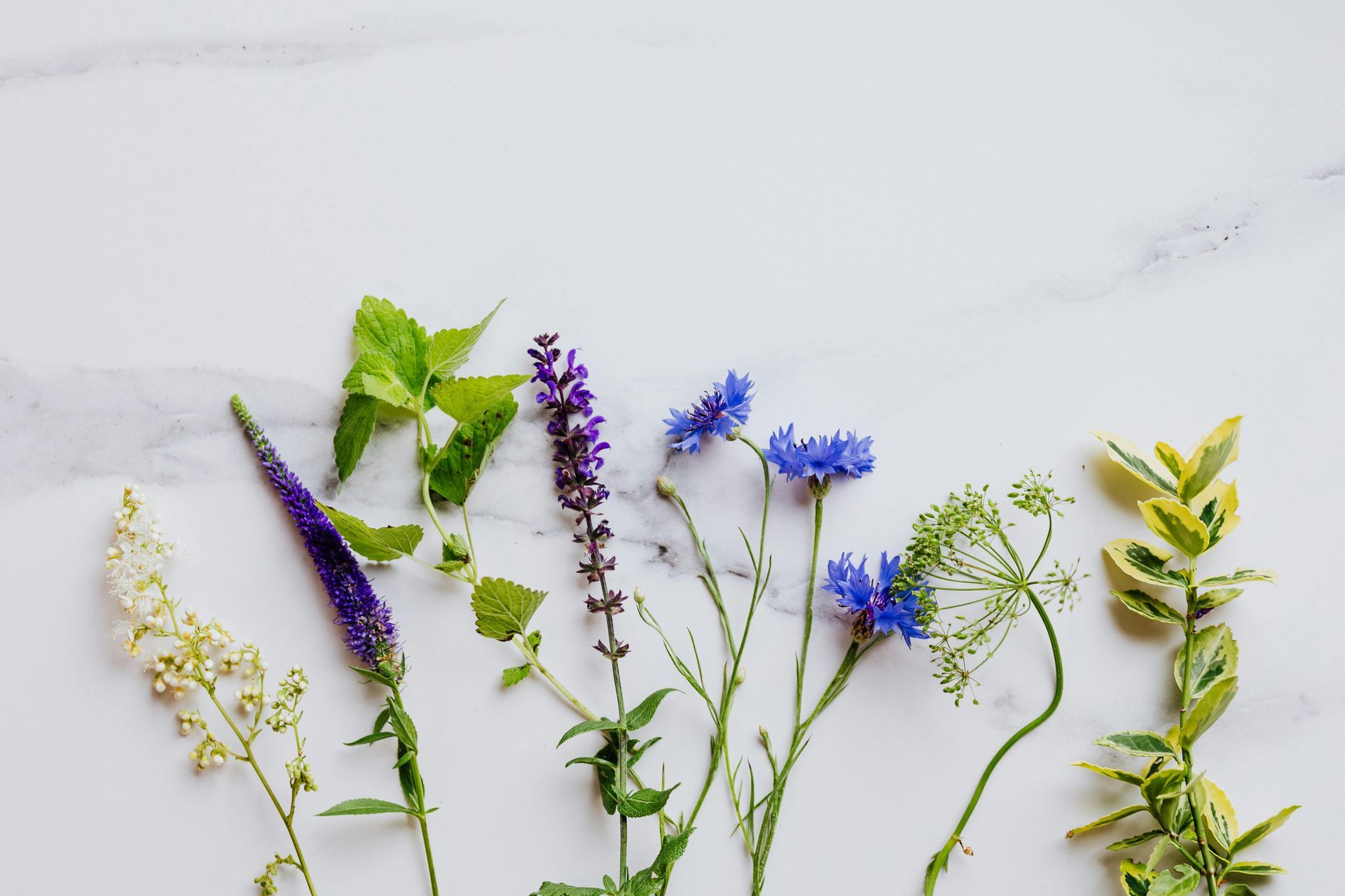 Aromatic Plants