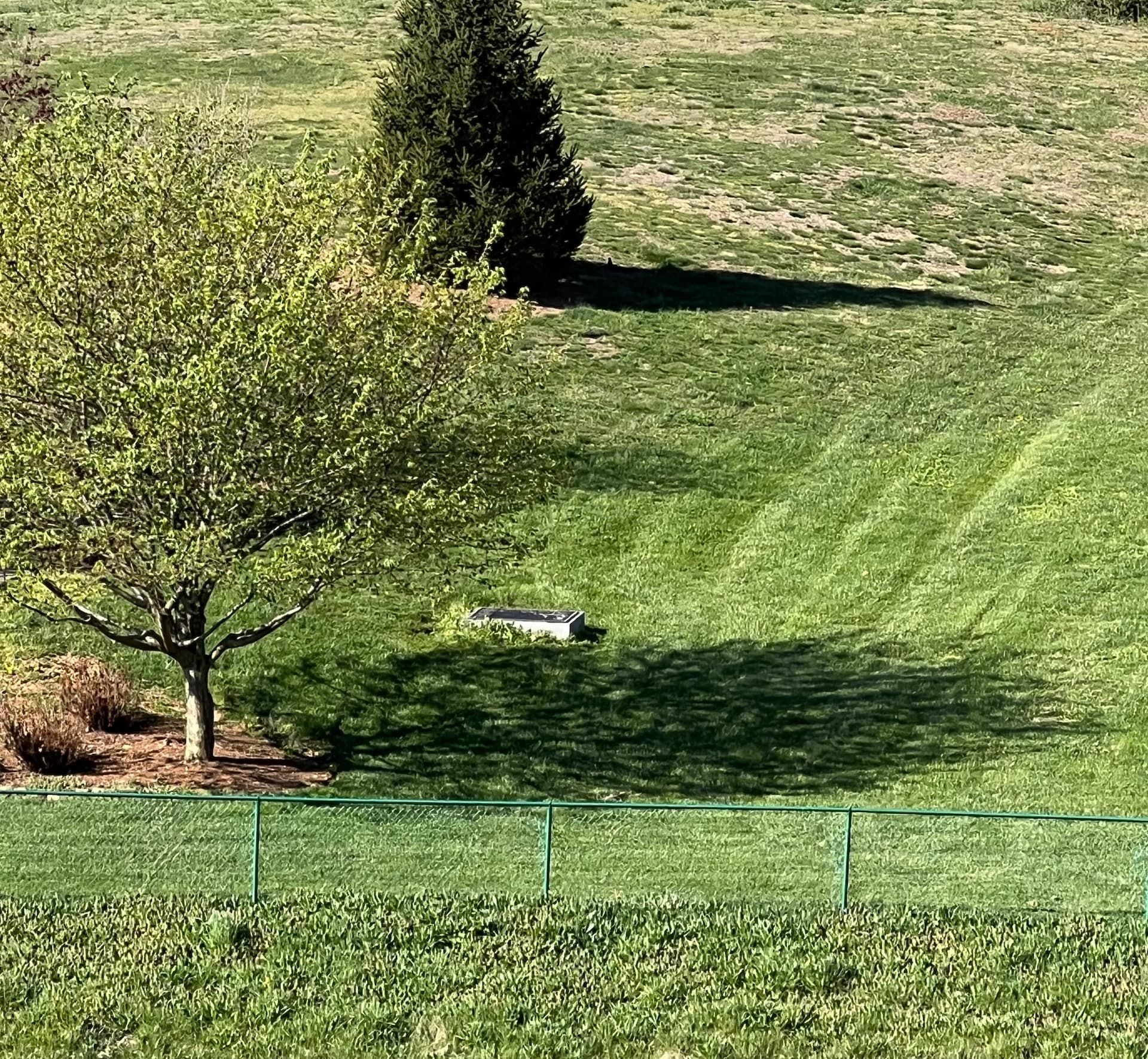 Green grassy hill with a tree on the left, another tree in the background, and a fence in the foreground.