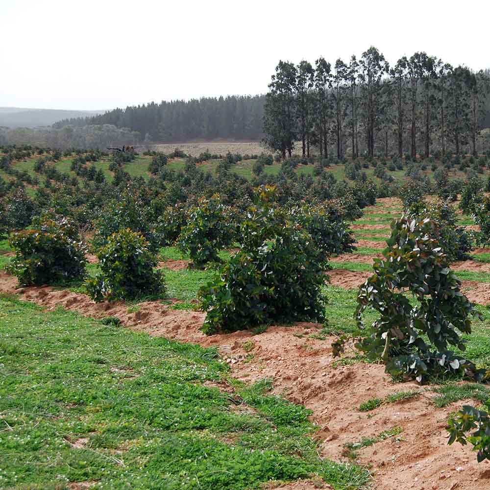 Hardwood plantation, South East Forestry Hub
