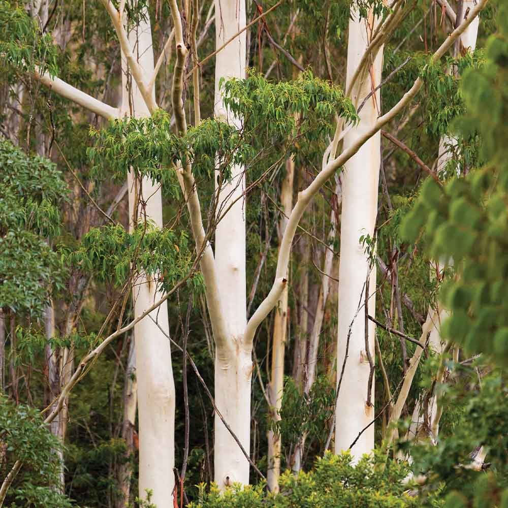 Old growth forests in South East NSW