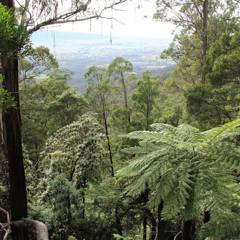 Protected forests, national parks and reserves in South East NSW
