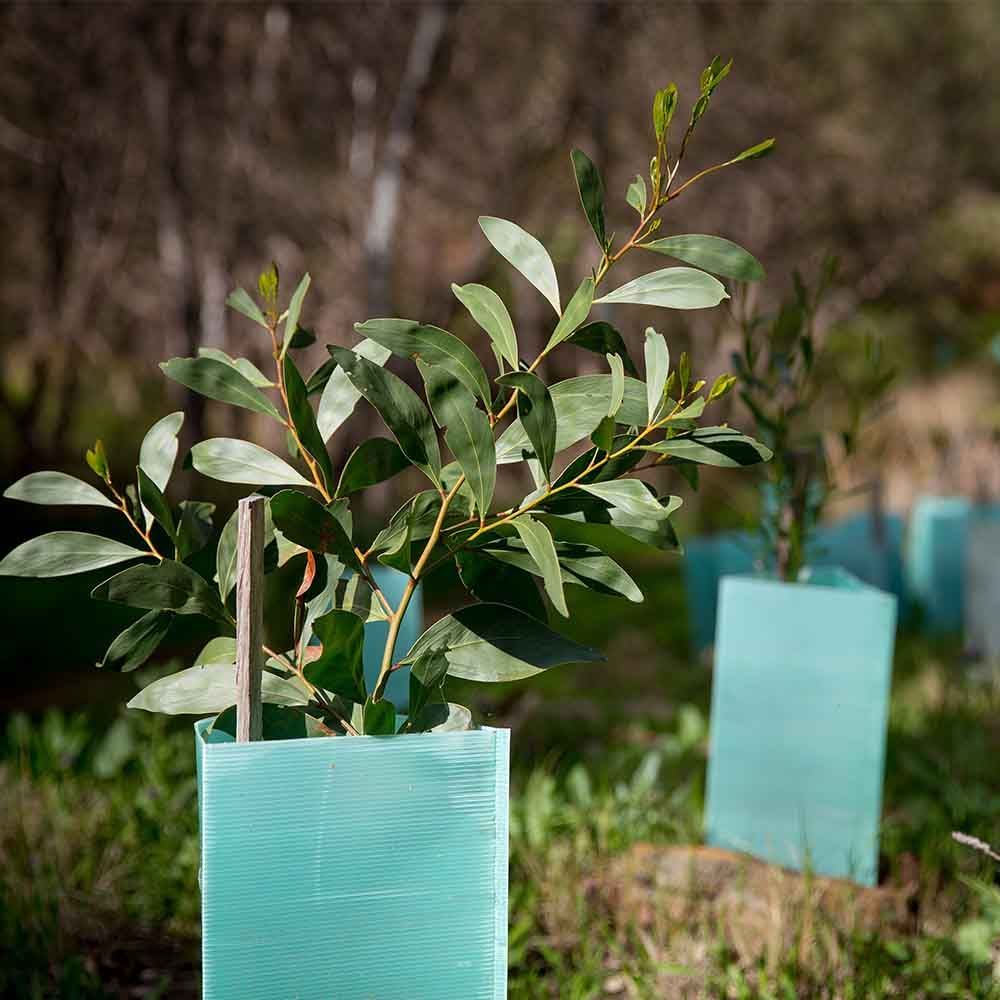Hardwood eucalyptus plantation, South East Forestry Hub