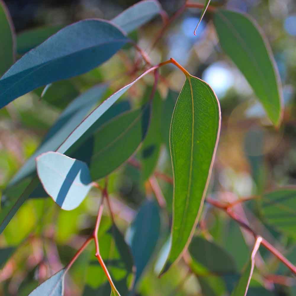 Privately owned forests in South East NSW and ACT