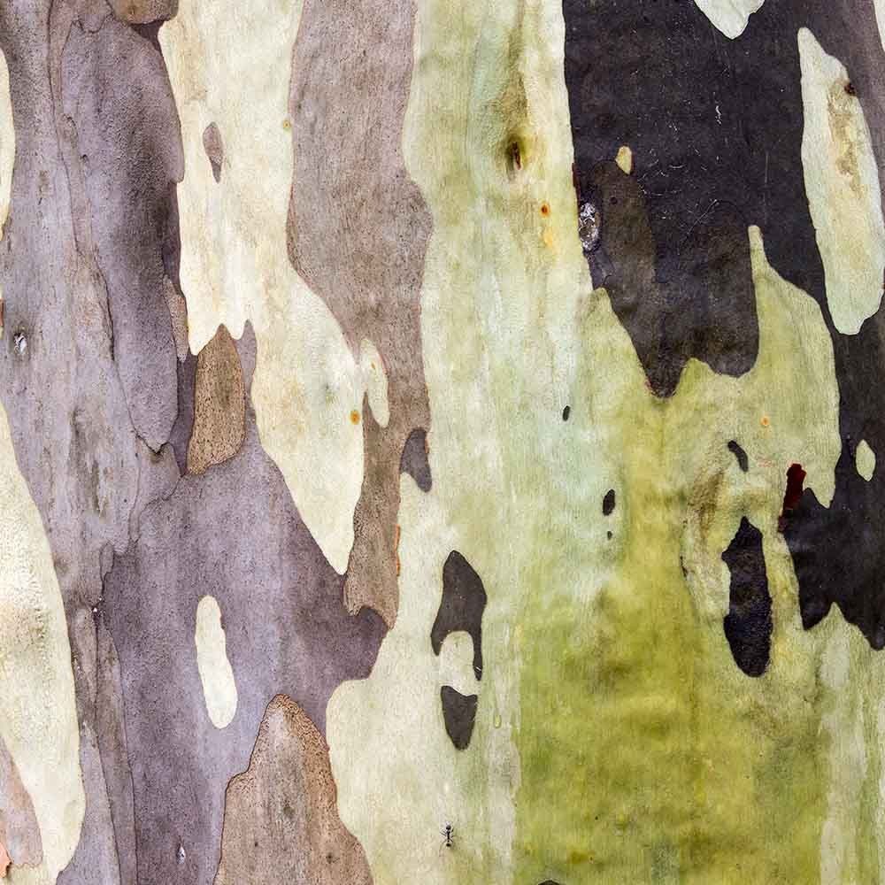 Forestry industries in South East NSW and ACT
