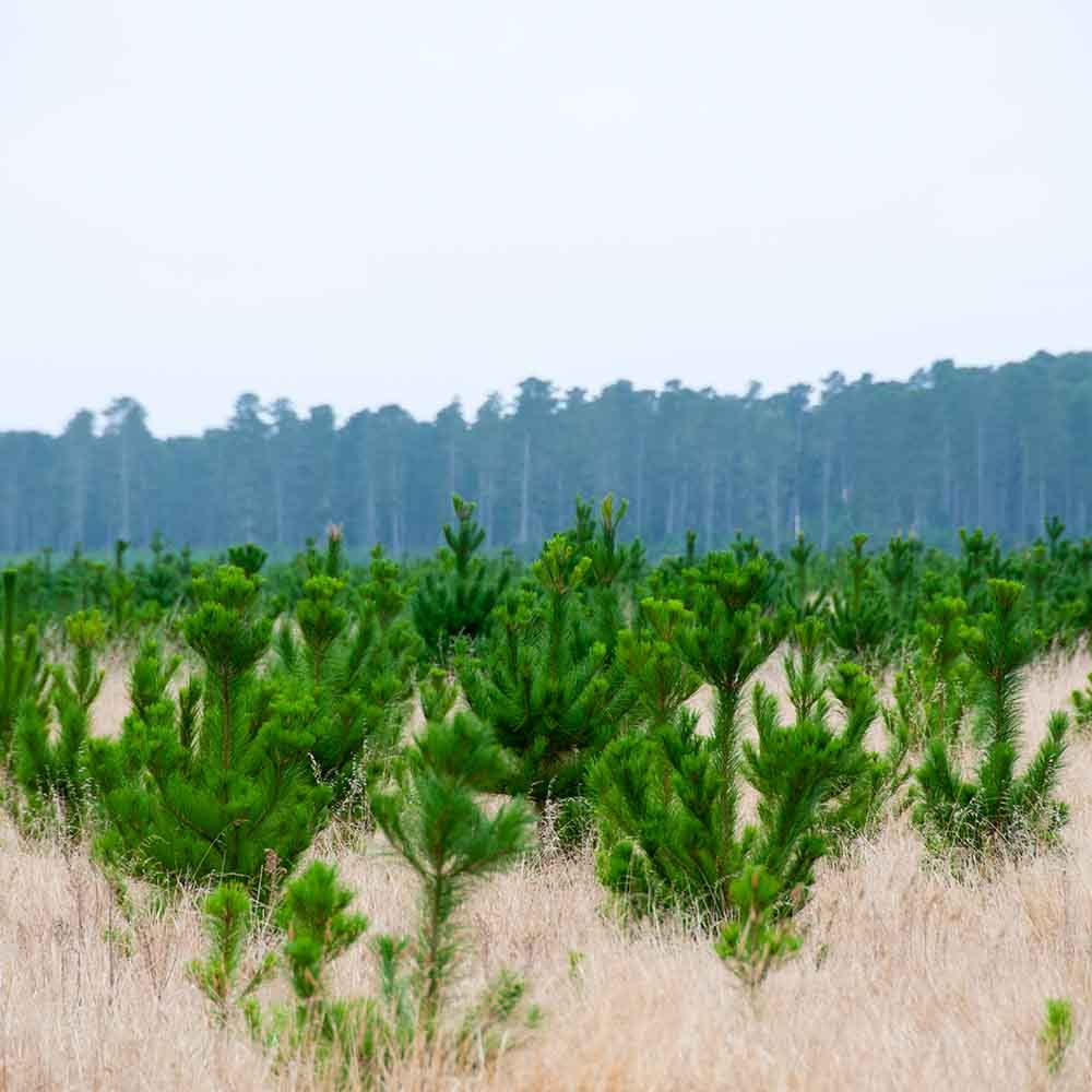 State forests in South East NSW and ACT